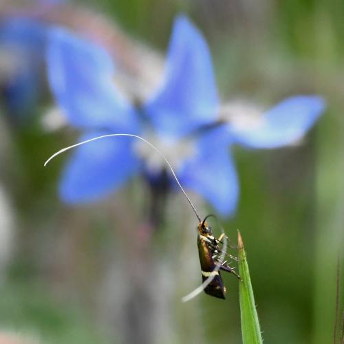 Adela australis